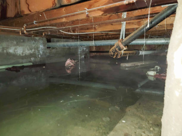 Best Basement water damage restoration  in Wellsville, UT